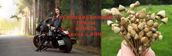 стафф Алексин